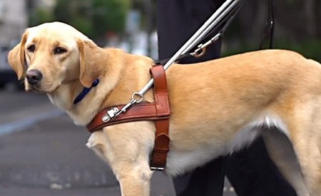 Guide dog in harness.