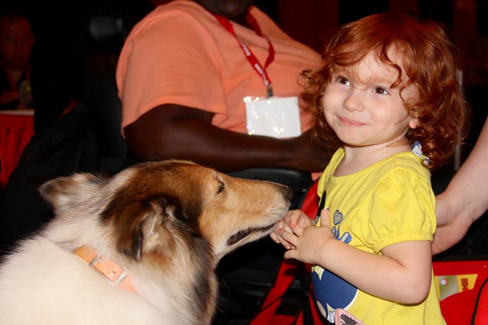 Toddler smiling while petting a guide dog not in harness