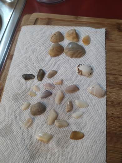 Variety of shells, laid out drying on a piece of paper towel. Shells are smooth side up, concave side down.