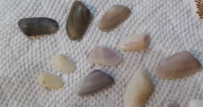 Coquina shells. Very small, half inch at most, smooth oval shells.