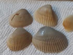 These are cockle shells. Scalloped ridges and edges. Scoop shaped, beige and brown.