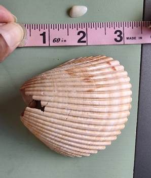 Coquina shells are just a half inch, larger cockle shells are up to 3 inches.
