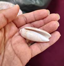 Olive shell, swirl at the top, open slit all along the side.