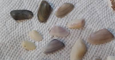Coquina shells. Very small, half inch at most, smooth oval shells.